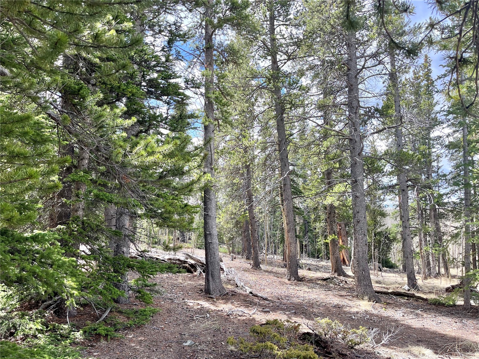 2203 Lakeside Drive Fairplay CO 80440