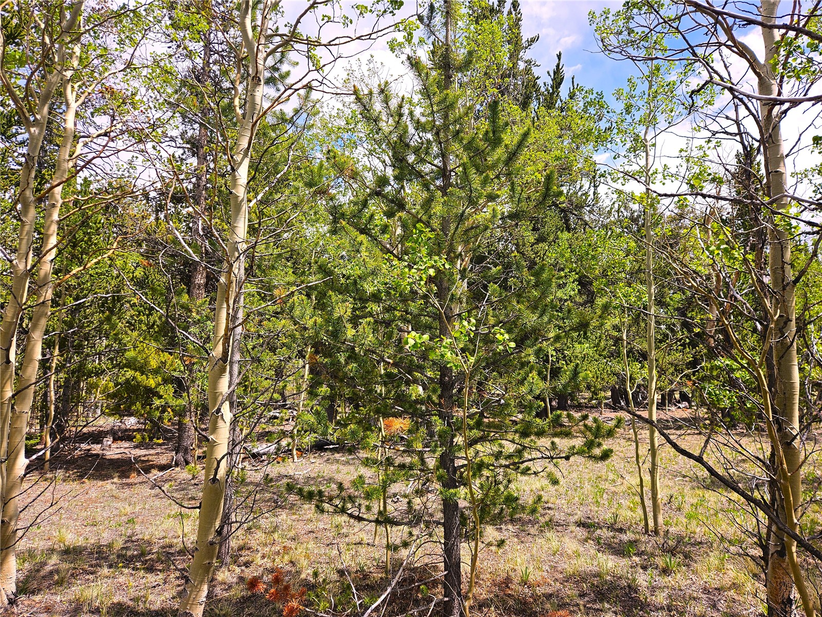 PCS#38033 Foxtail Drive Fairplay CO 80440