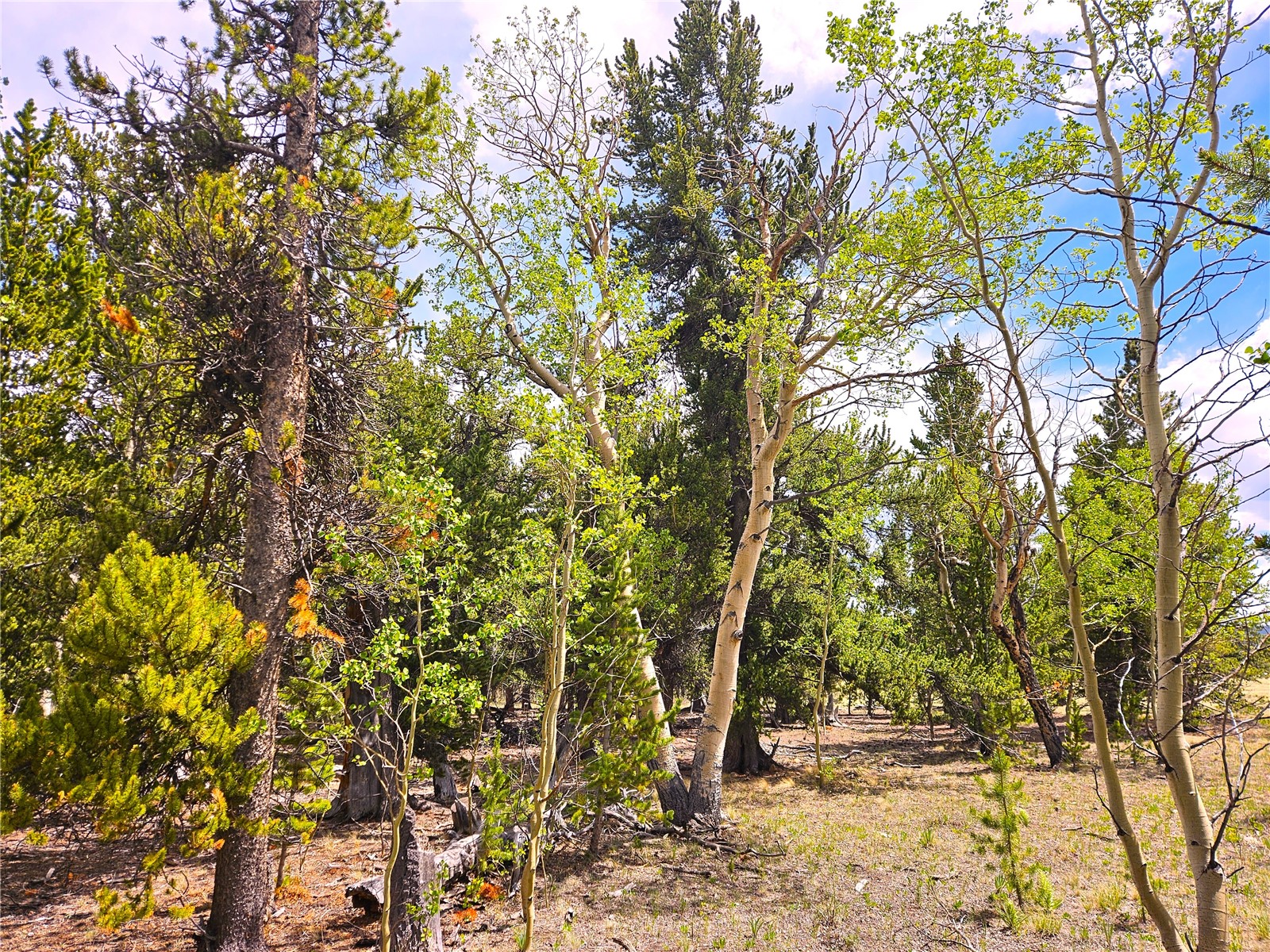 PCS#38033 Foxtail Drive Fairplay CO 80440