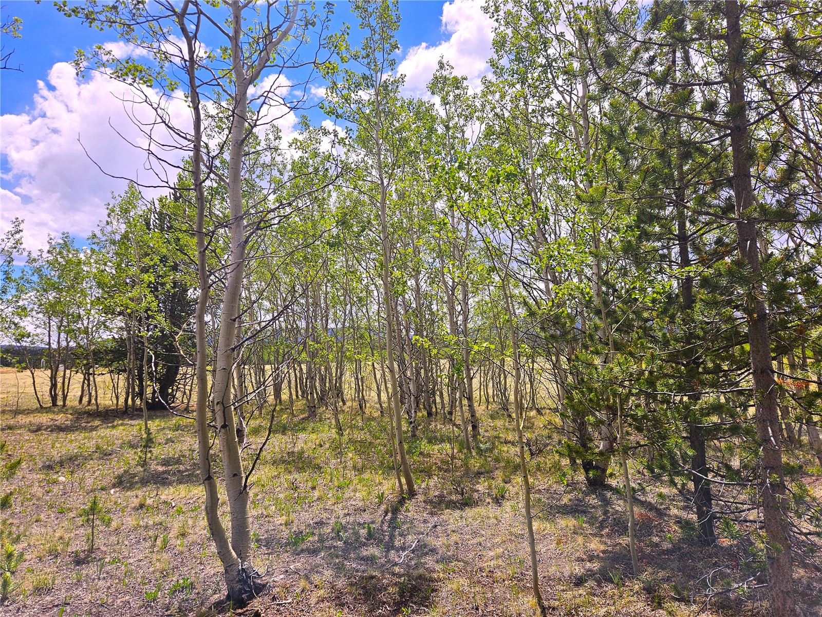 PCS#38033 Foxtail Drive Fairplay CO 80440