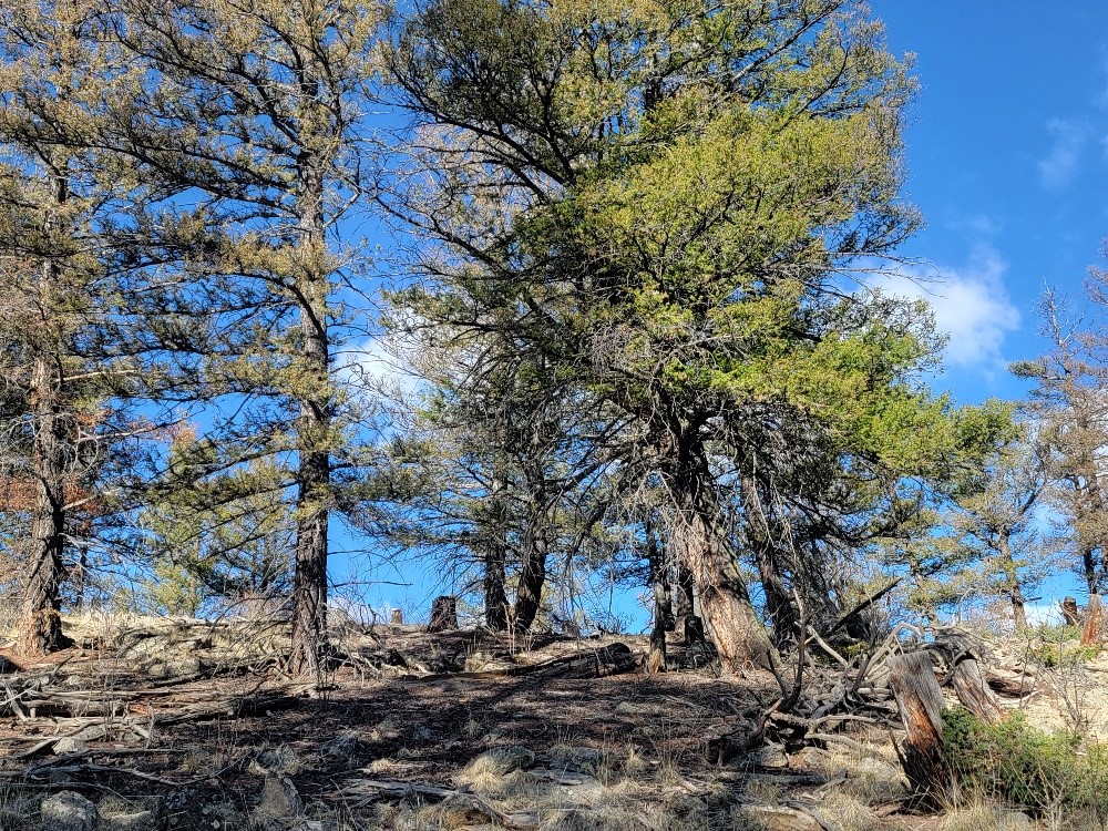 1333 Middle Fork Fairplay CO 80440