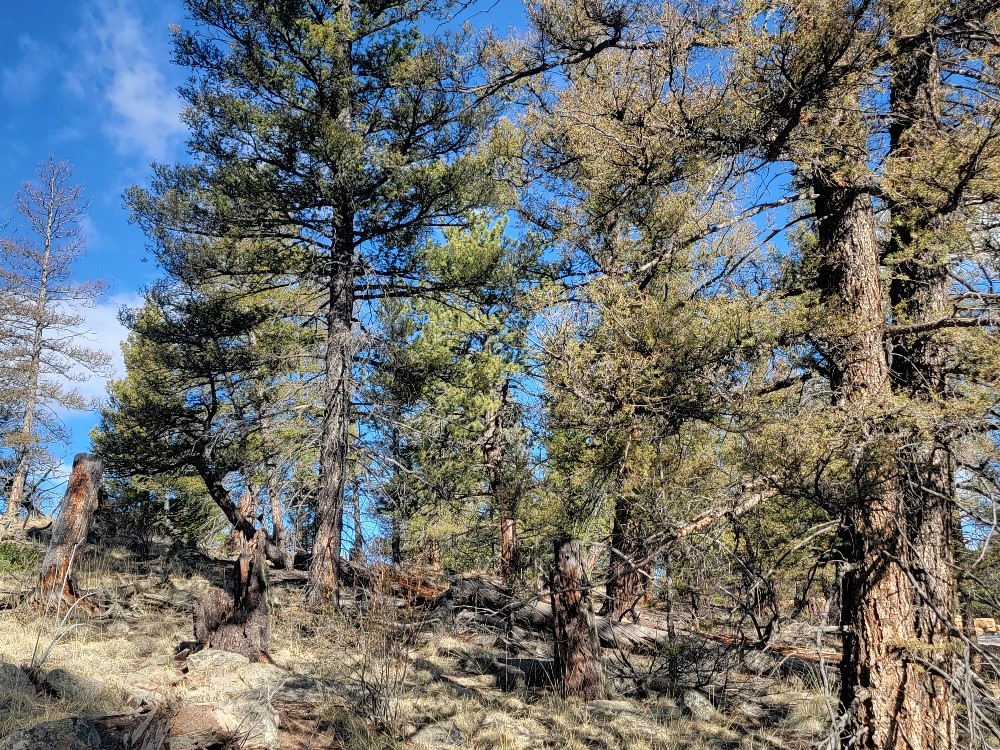 1333 Middle Fork Fairplay CO 80440