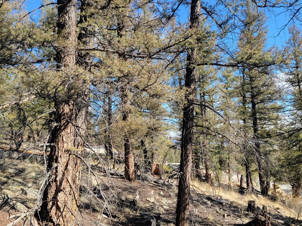1333 Middle Fork Fairplay CO 80440