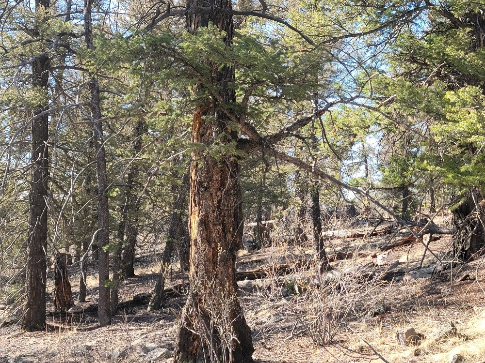 1333 Middle Fork Fairplay CO 80440