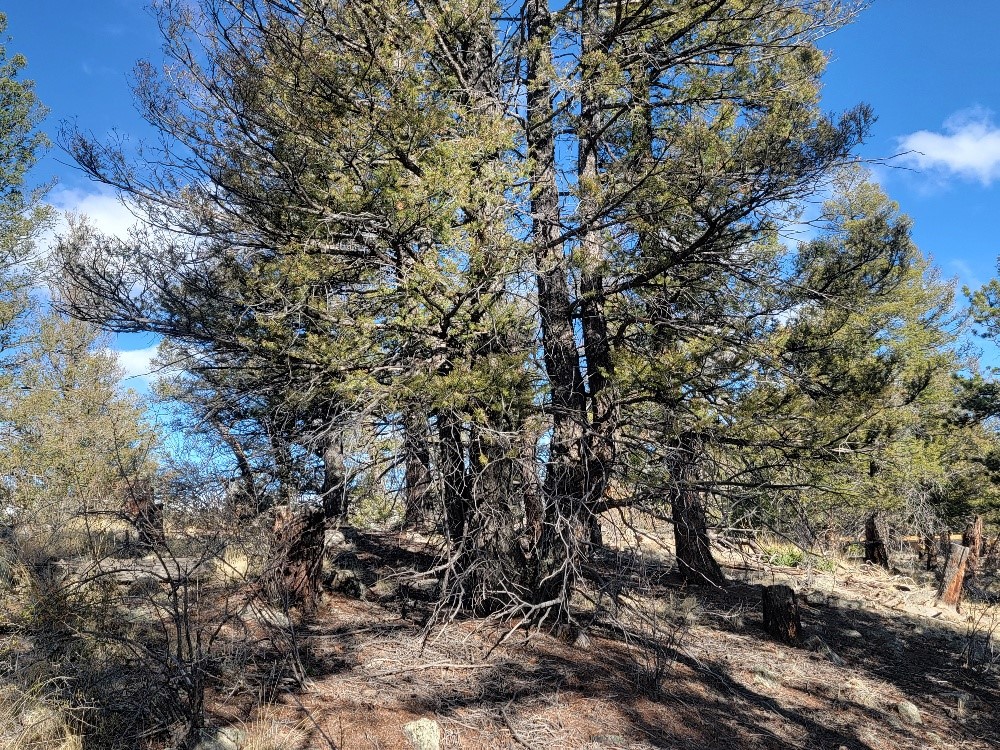 1333 Middle Fork Fairplay CO 80440