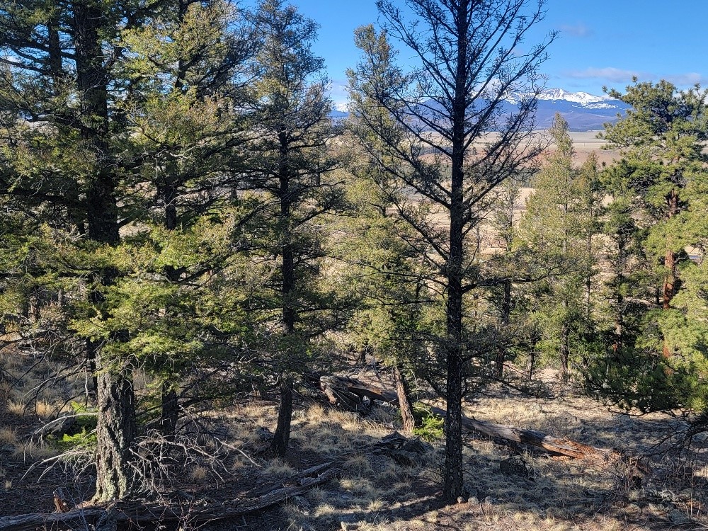 1333 Middle Fork Fairplay CO 80440