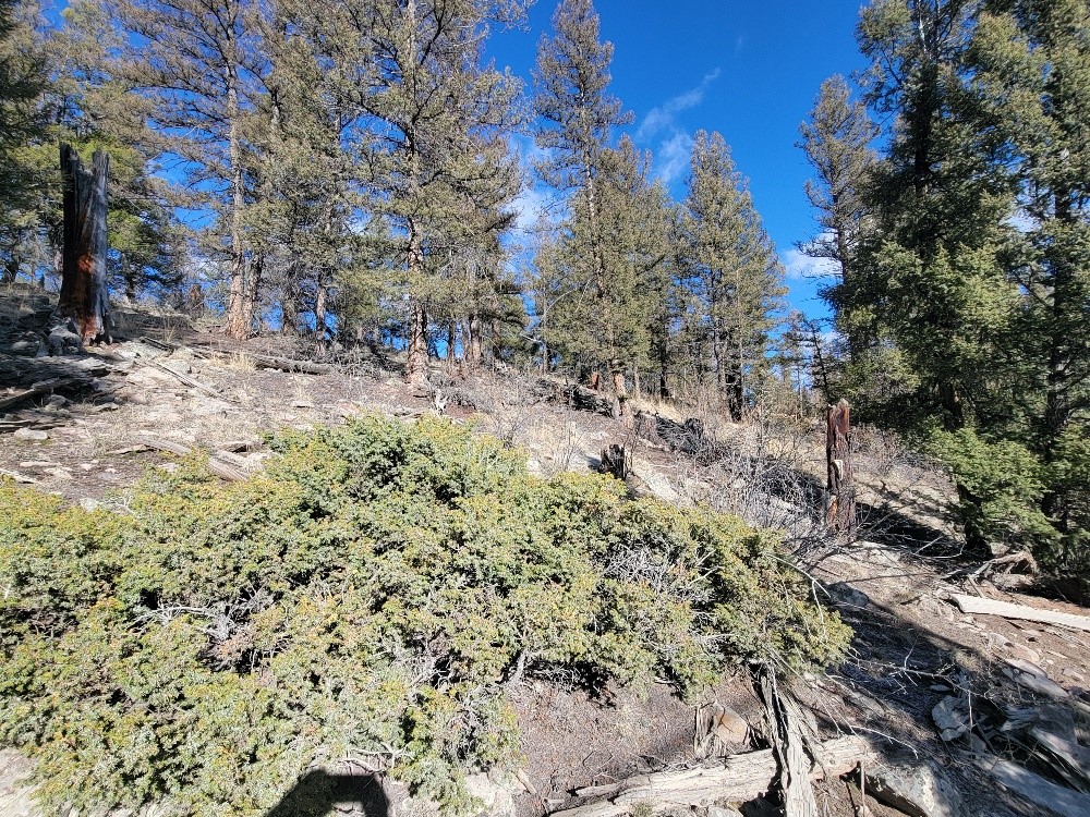 1333 Middle Fork Fairplay CO 80440