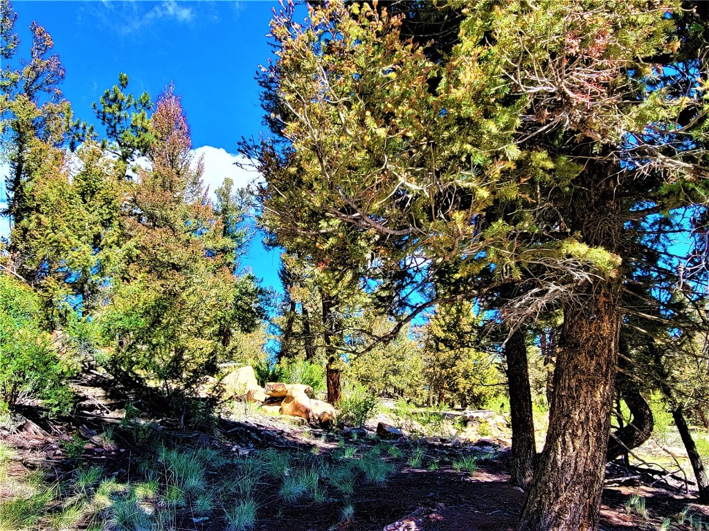 2041 Middle Fork Vista Fairplay CO 80440