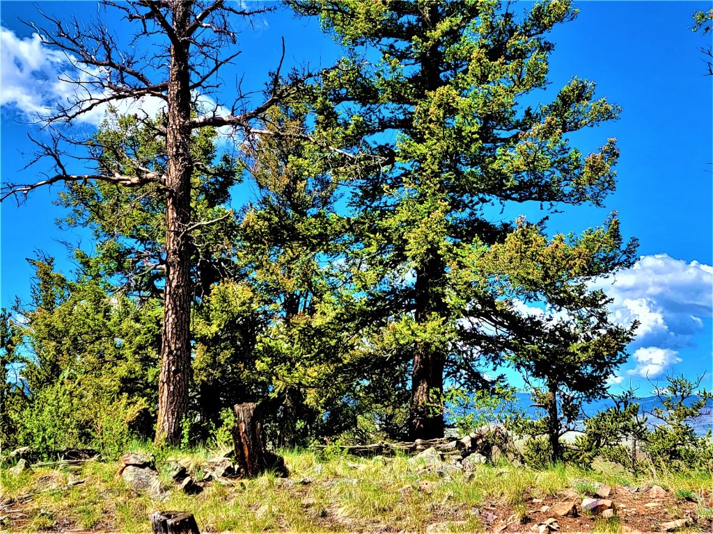 2041 Middle Fork Vista Fairplay CO 80440