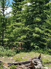 3130 High Creek Road Fairplay CO 80440