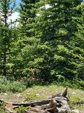 3130 High Creek Road Fairplay CO 80440