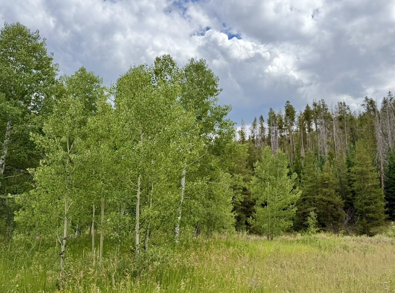 32514 Ute Trail Oak Creek CO 80467
