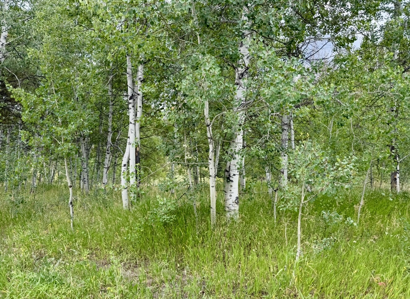 32514 Ute Trail Oak Creek CO 80467
