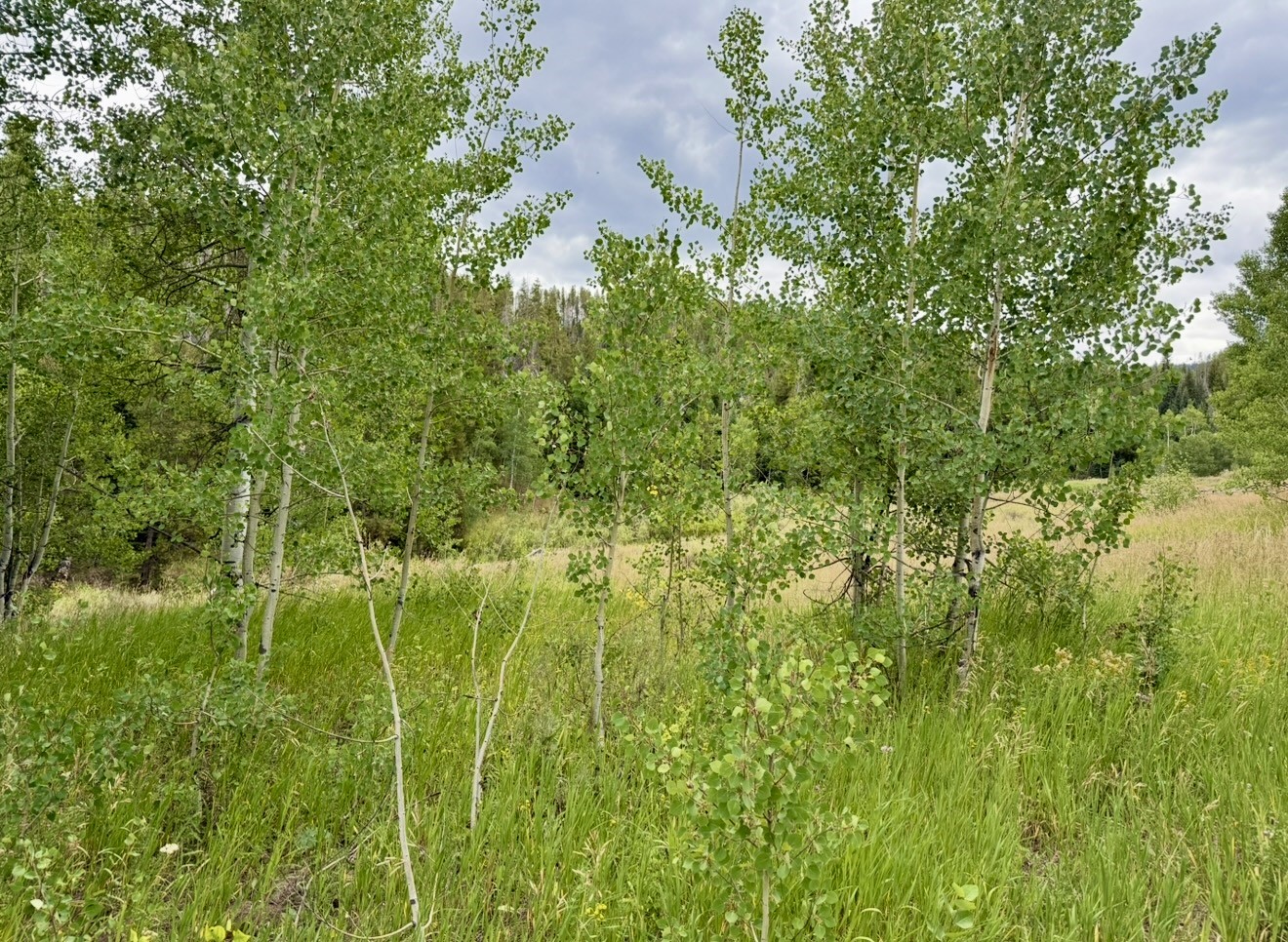 32514 Ute Trail Oak Creek CO 80467