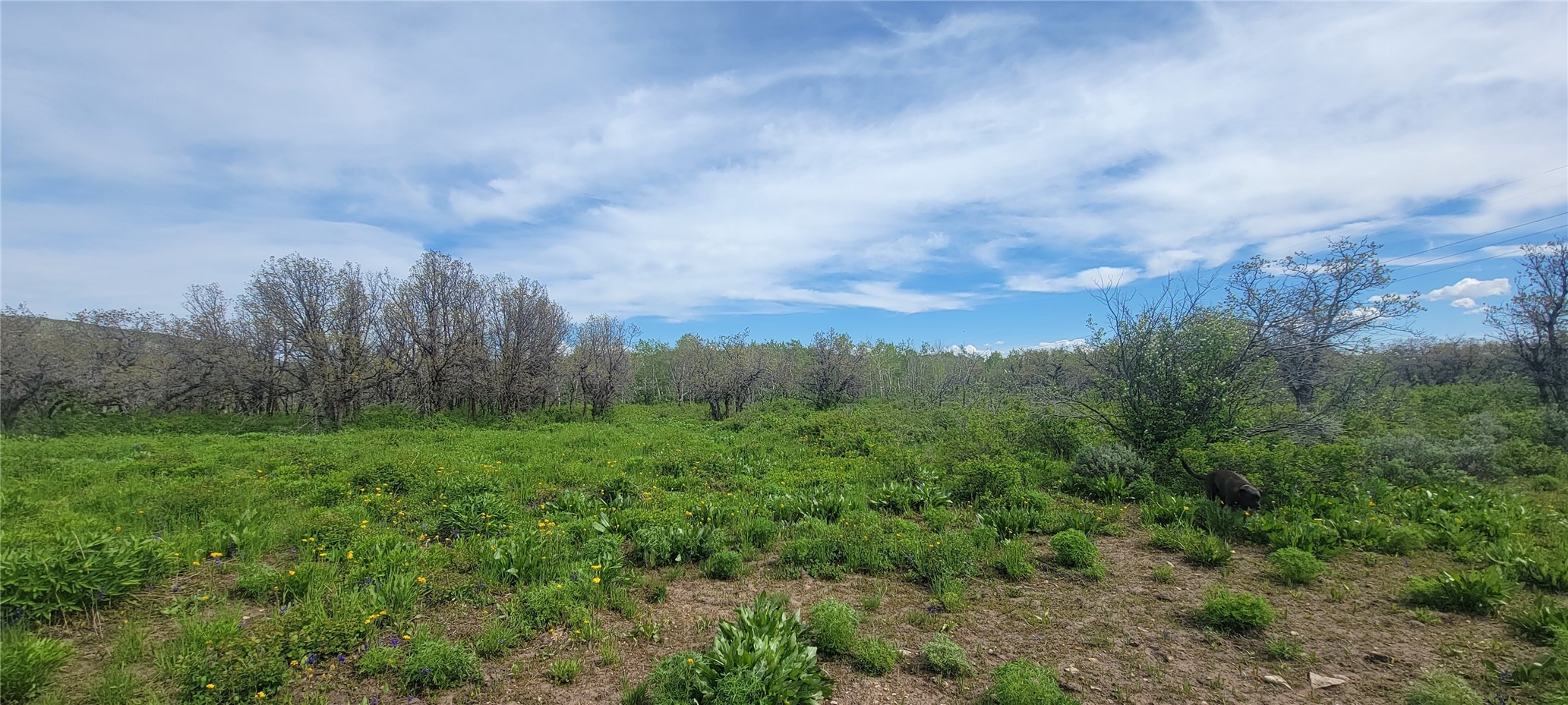 24425 Lone Tooth Trail Oak Creek CO 80467