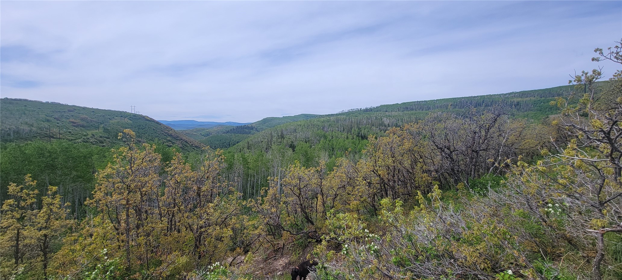 24425 Lone Tooth Trail Oak Creek CO 80467