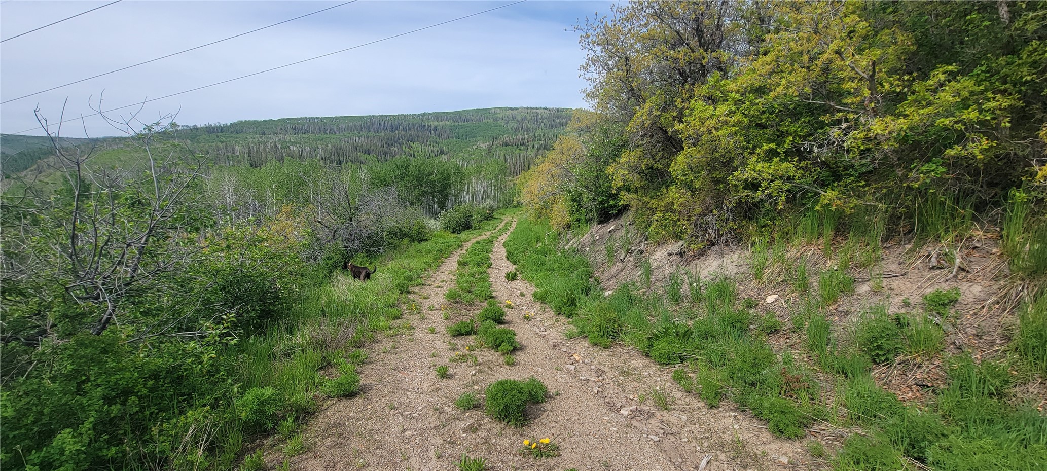 24425 Lone Tooth Trail Oak Creek CO 80467