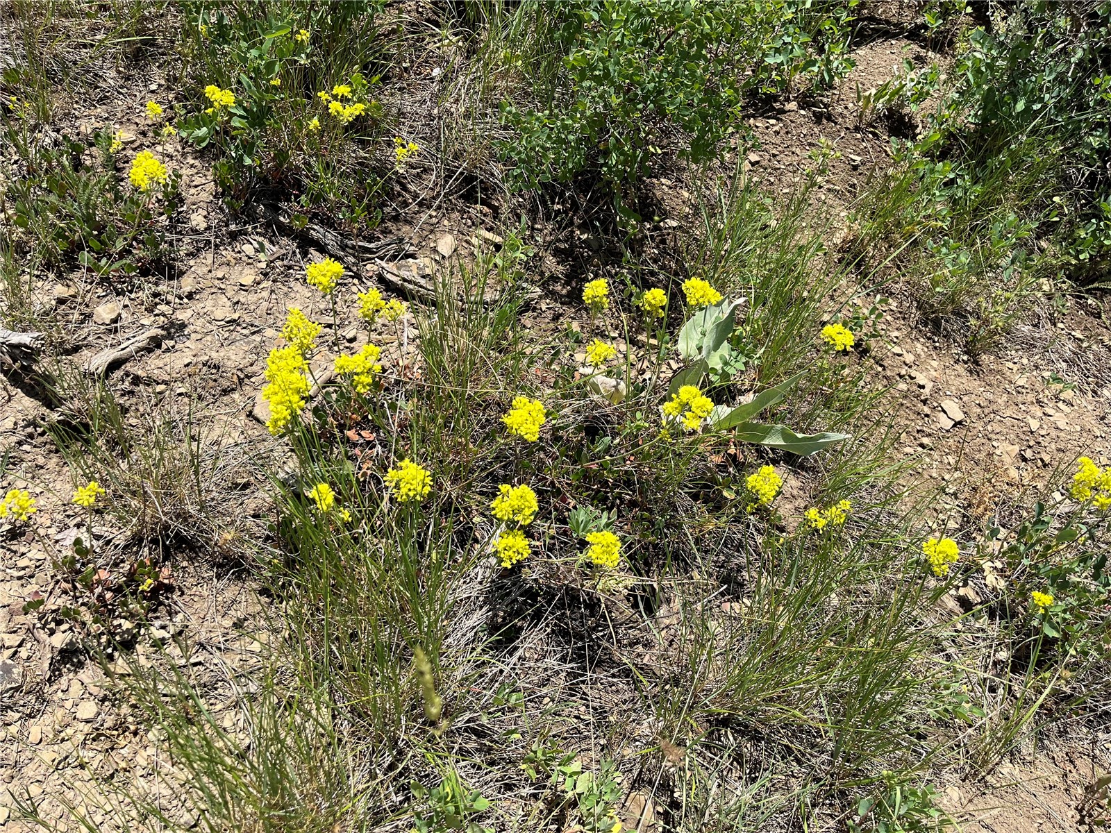Tbd Routt County Road 46 Steamboat Springs CO 80487