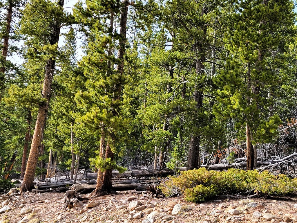 441 Gold Trail Fairplay CO 80440