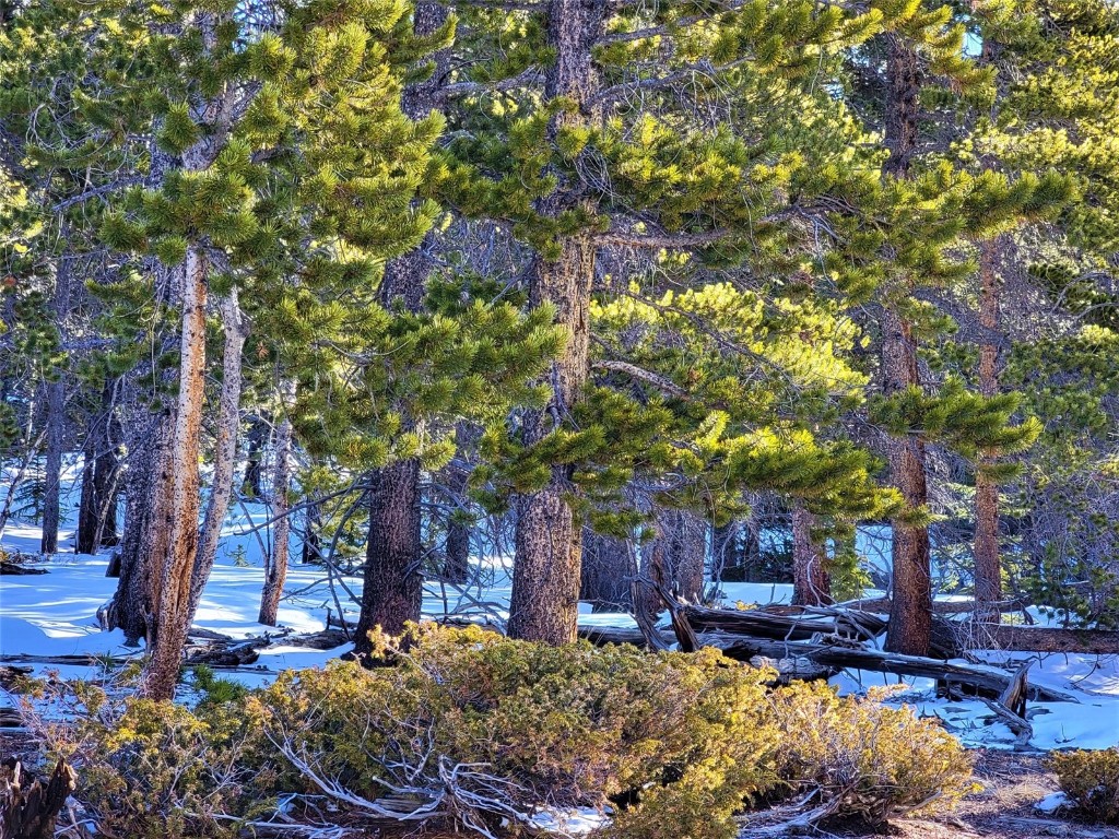 441 Gold Trail Fairplay CO 80440