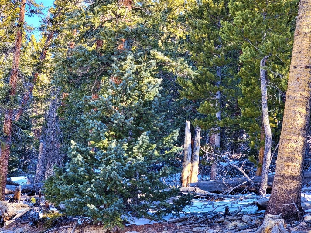 441 Gold Trail Fairplay CO 80440