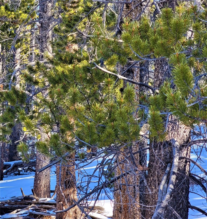441 Gold Trail Fairplay CO 80440