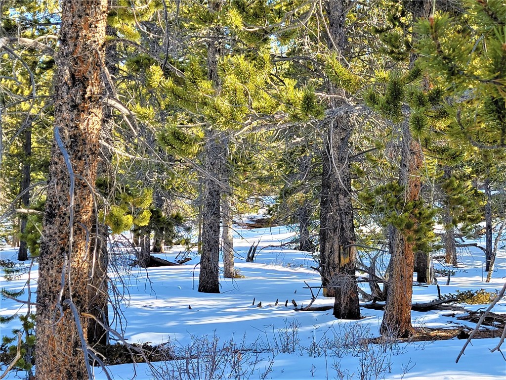 441 Gold Trail Fairplay CO 80440