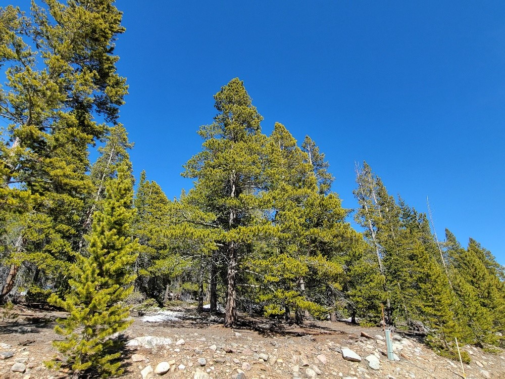 441 Gold Trail Fairplay CO 80440