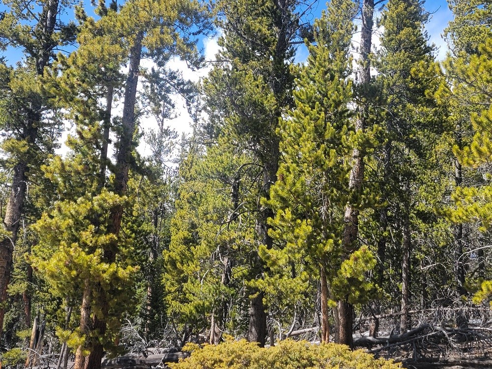 441 Gold Trail Fairplay CO 80440