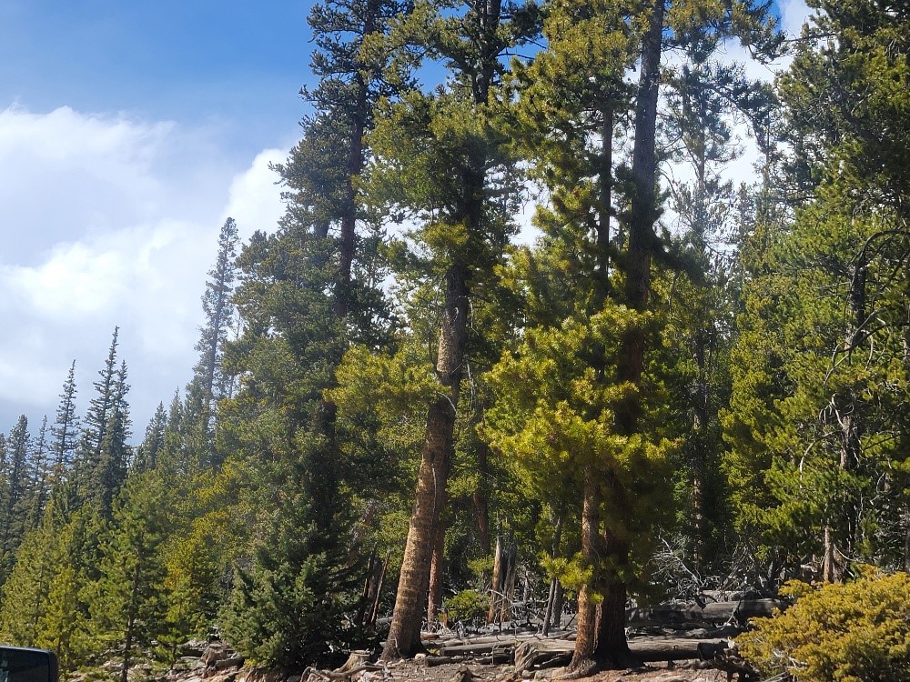 441 Gold Trail Fairplay CO 80440