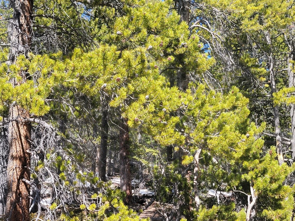 441 Gold Trail Fairplay CO 80440