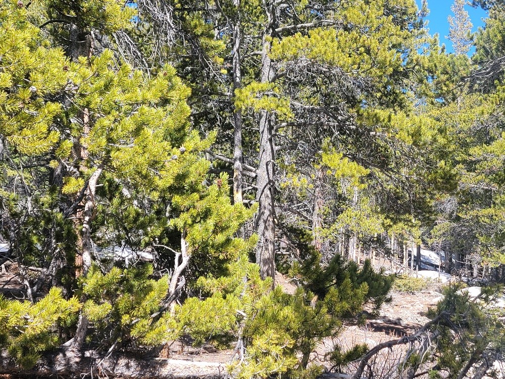 441 Gold Trail Fairplay CO 80440