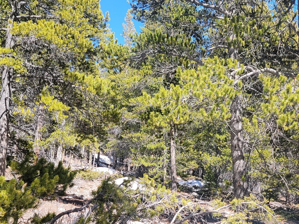 441 Gold Trail Fairplay CO 80440