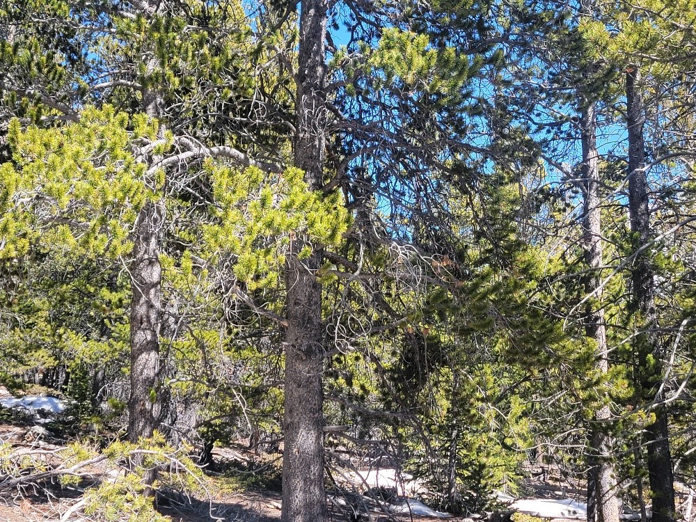 441 Gold Trail Fairplay CO 80440