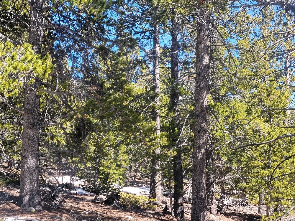 441 Gold Trail Fairplay CO 80440