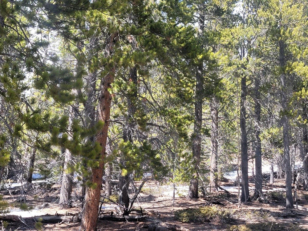 441 Gold Trail Fairplay CO 80440