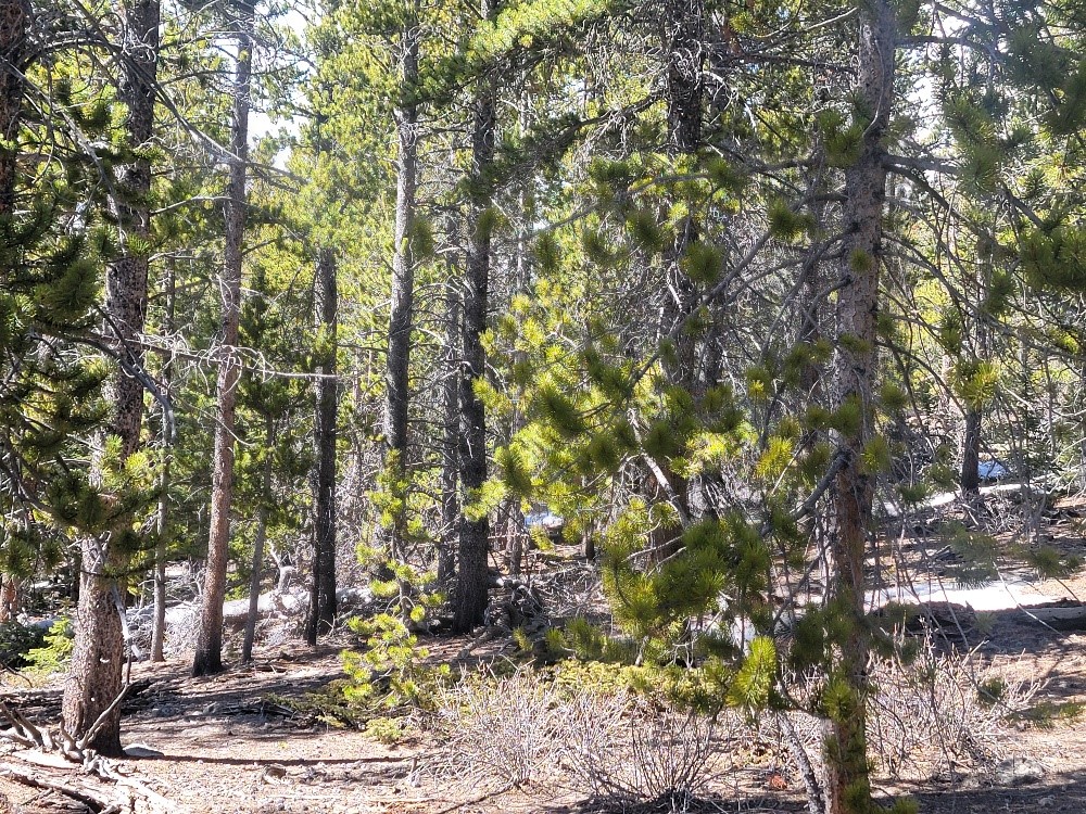 441 Gold Trail Fairplay CO 80440