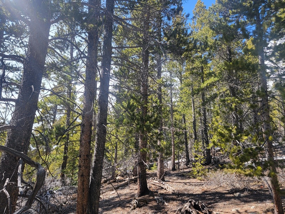 441 Gold Trail Fairplay CO 80440