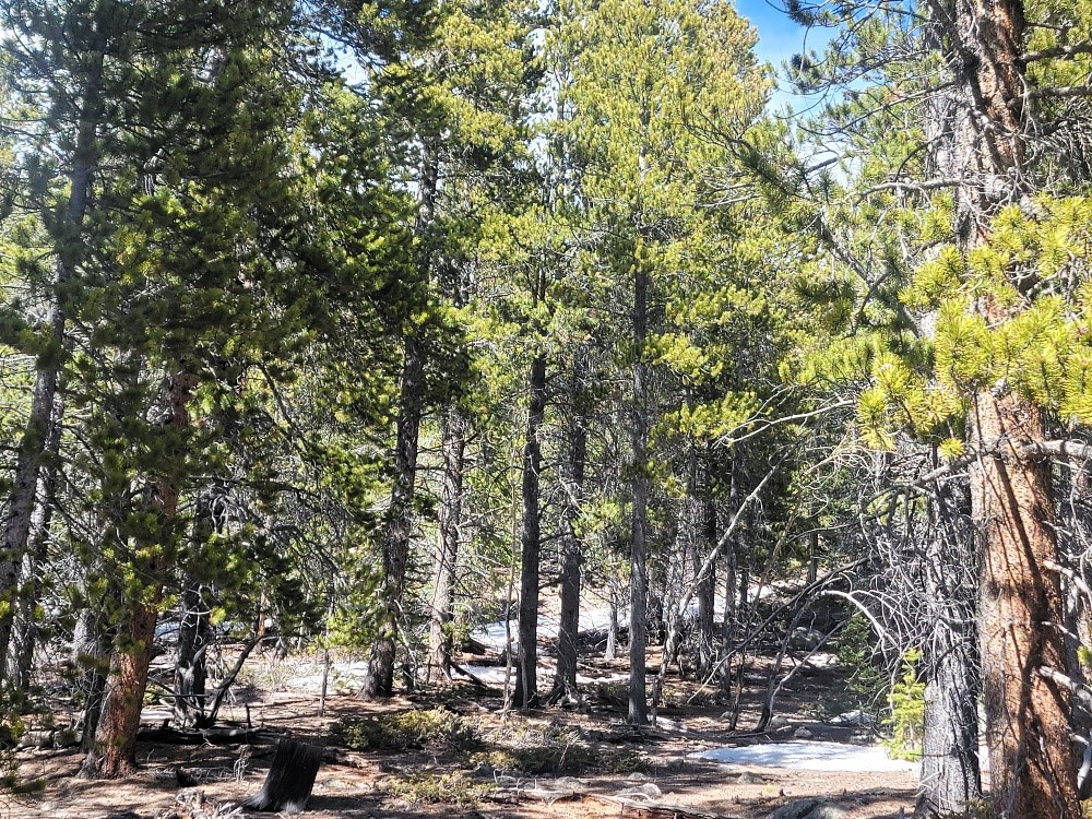 441 Gold Trail Fairplay CO 80440