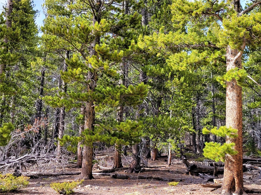 441 Gold Trail Fairplay CO 80440
