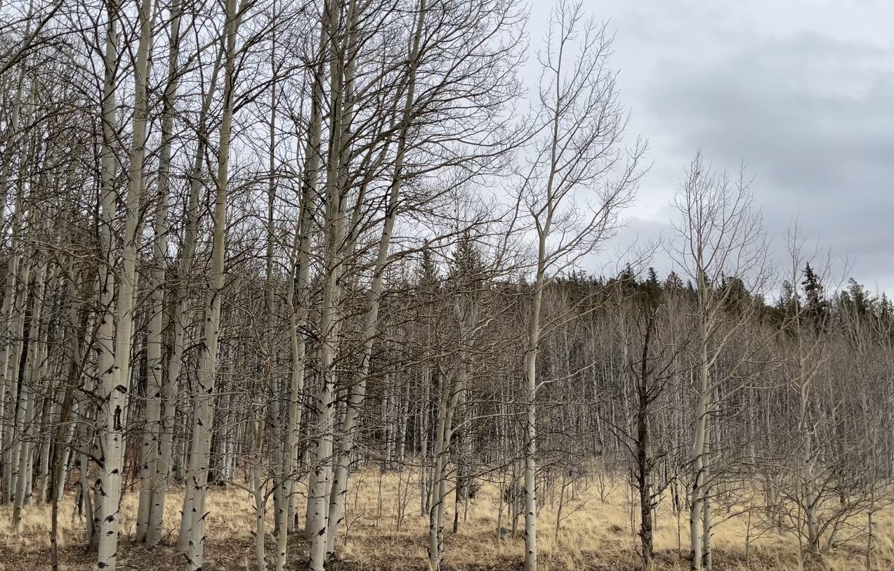 688 Ouray Trail Como CO 80432