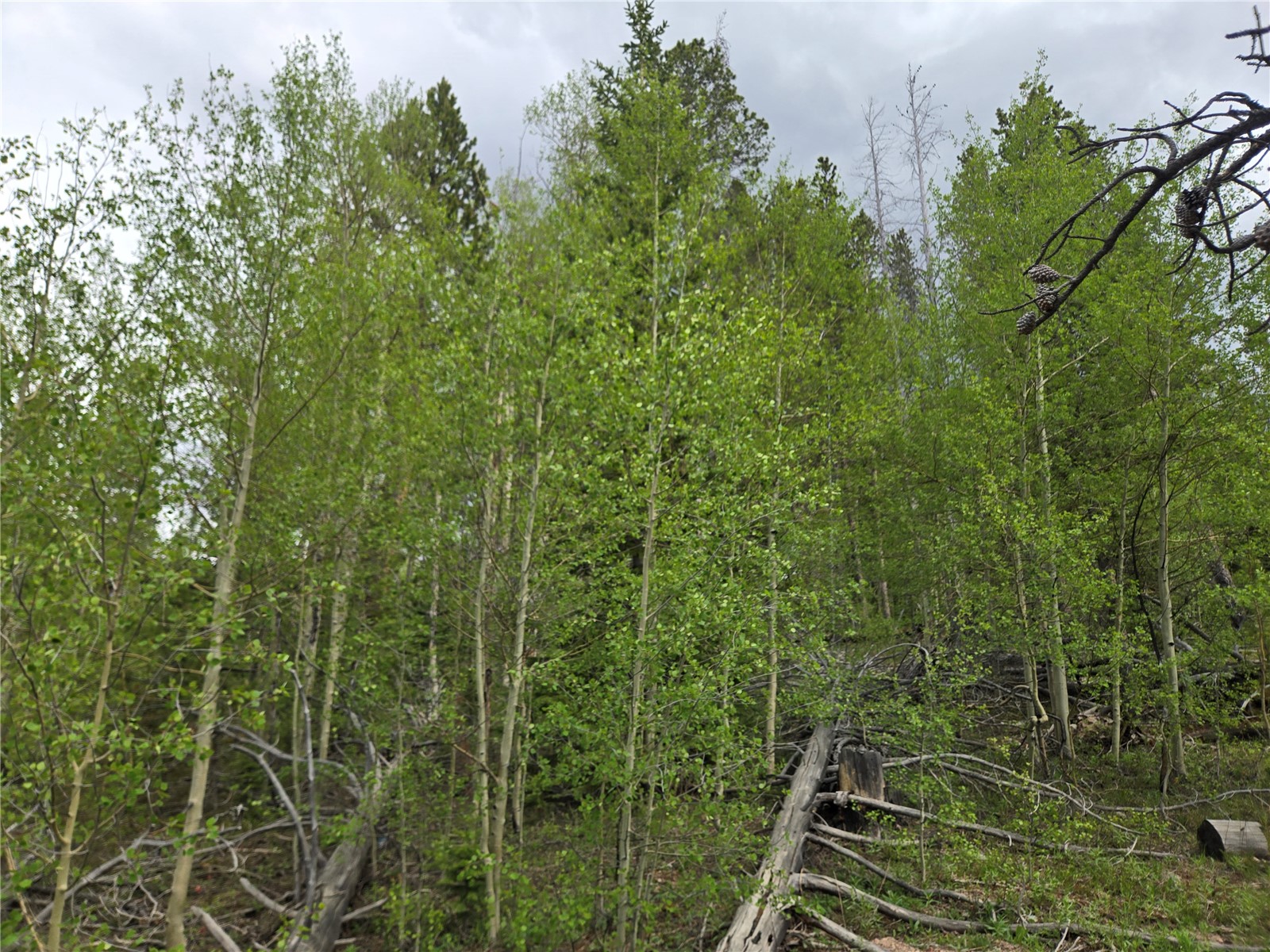1299 American Way Breckenridge CO 80424