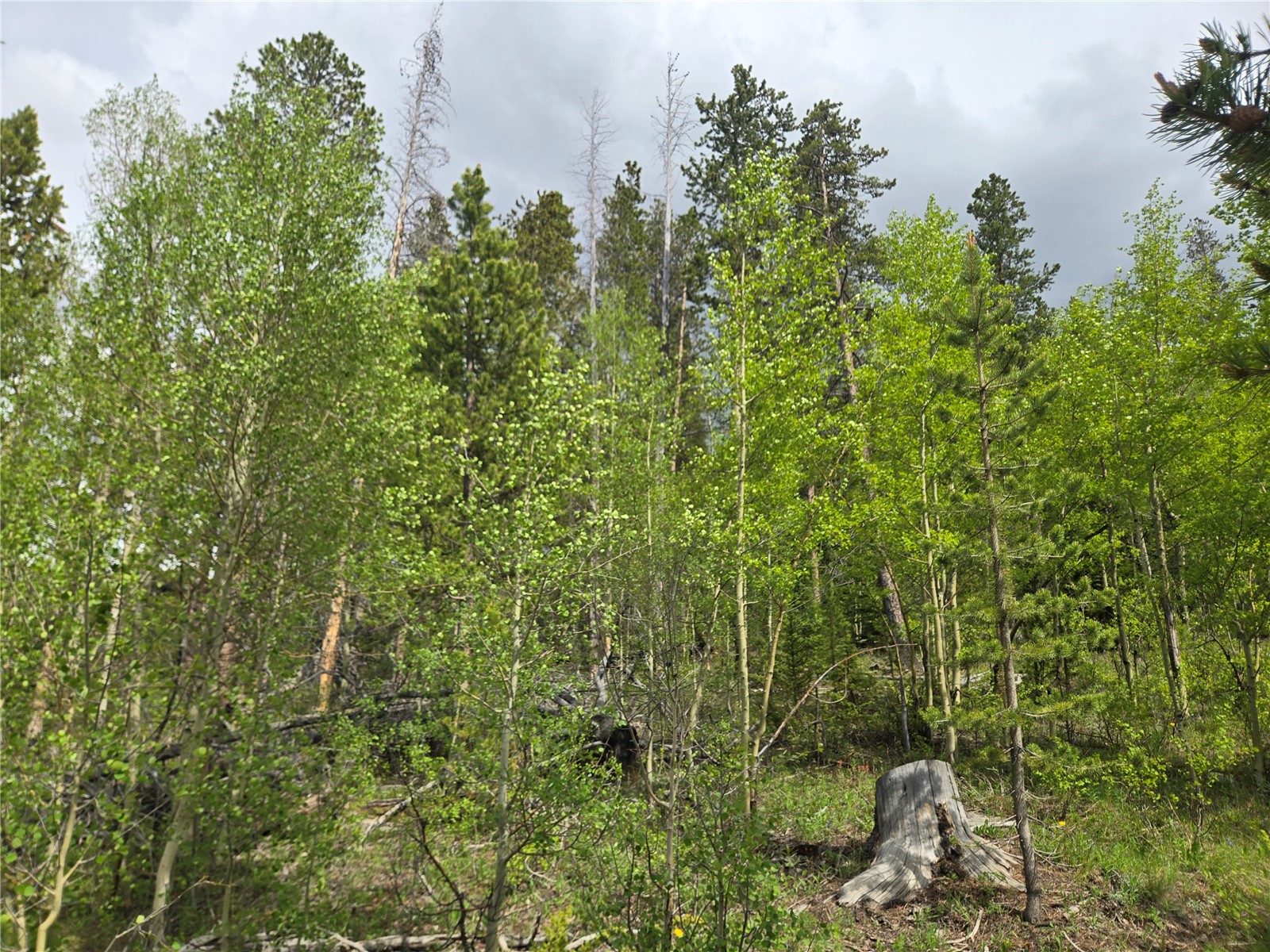 1299 American Way Breckenridge CO 80424