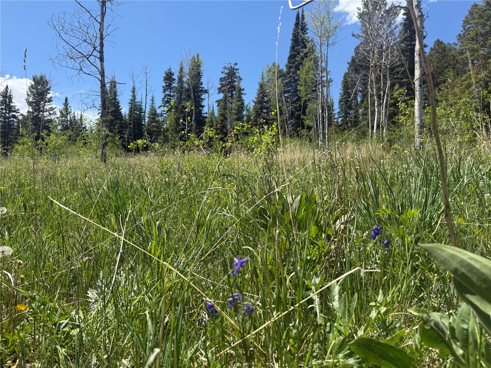 Tbd Spring Creek Ranch Road Silverthorne CO 80498