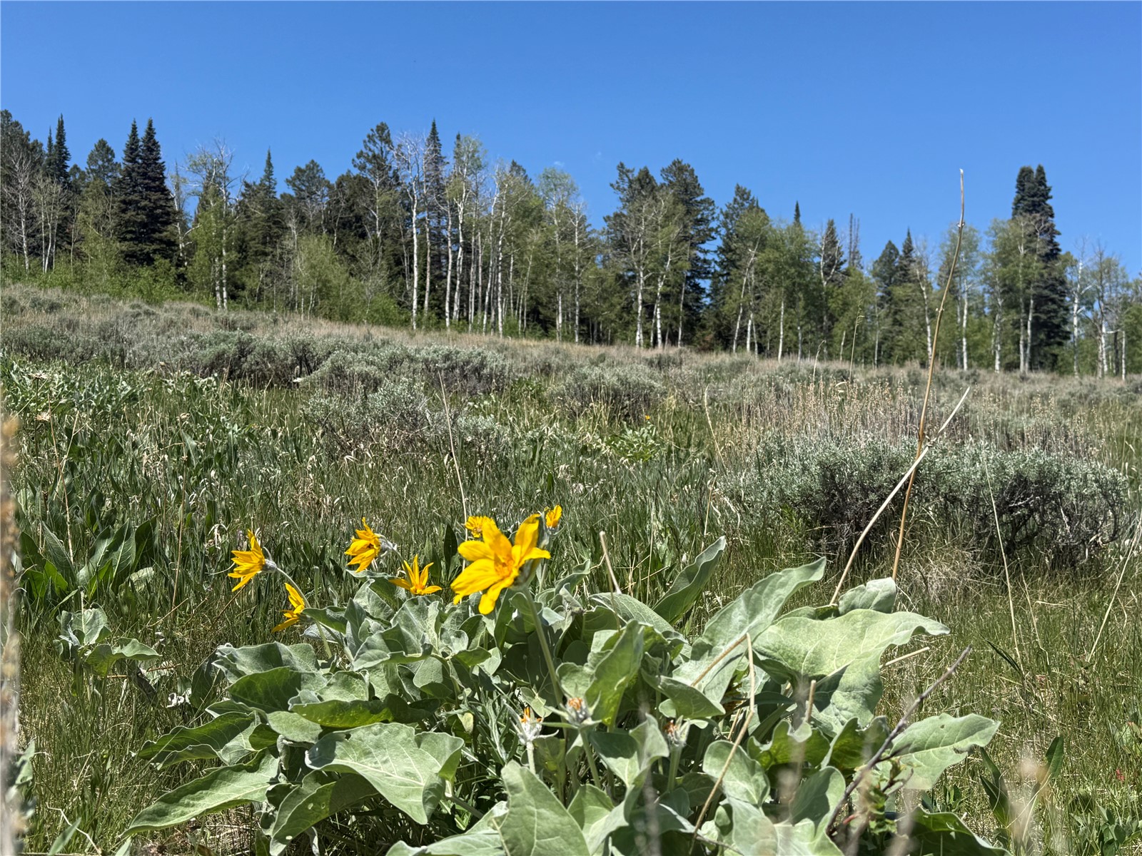Tbd Spring Creek Ranch Road Silverthorne CO 80498