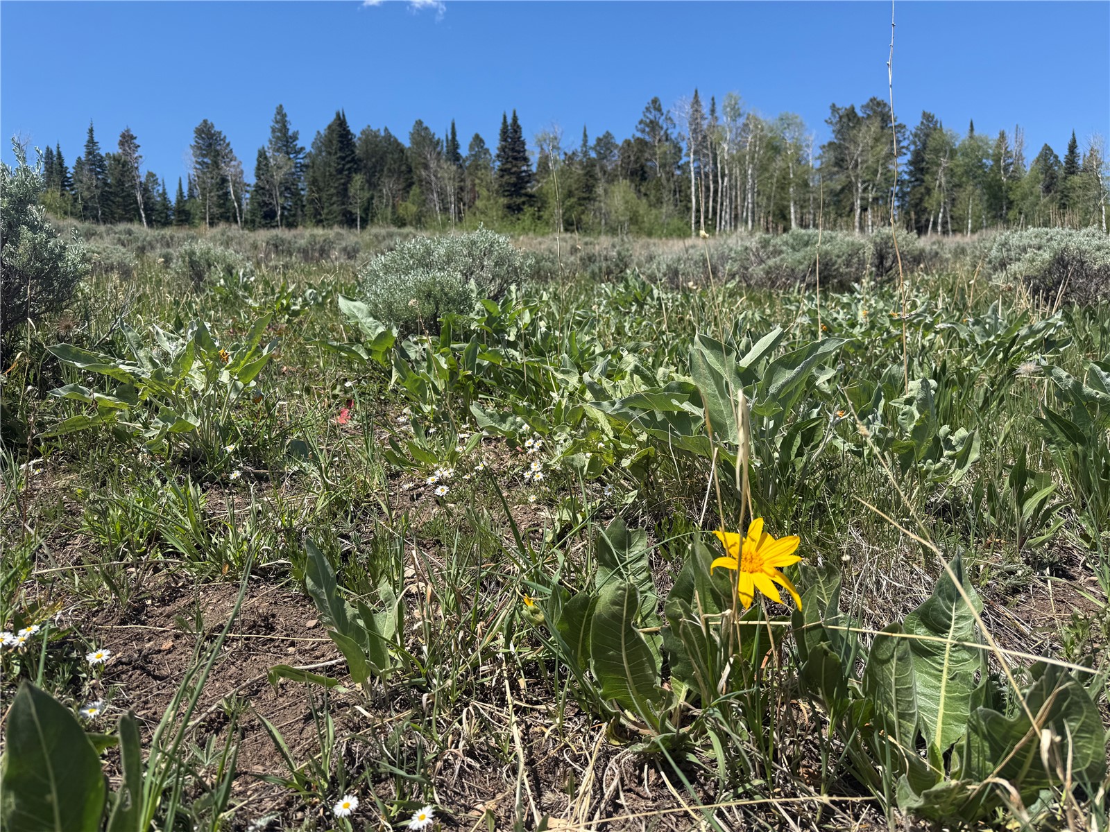 Tbd Spring Creek Ranch Road Silverthorne CO 80498
