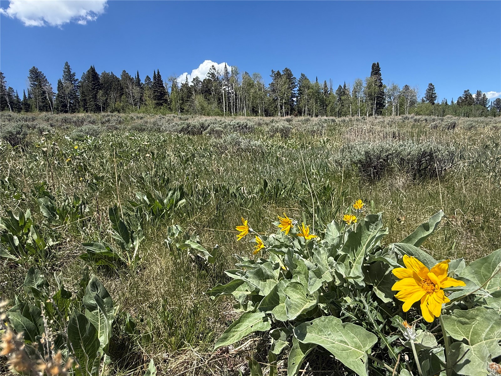 Tbd Spring Creek Ranch Road Silverthorne CO 80498