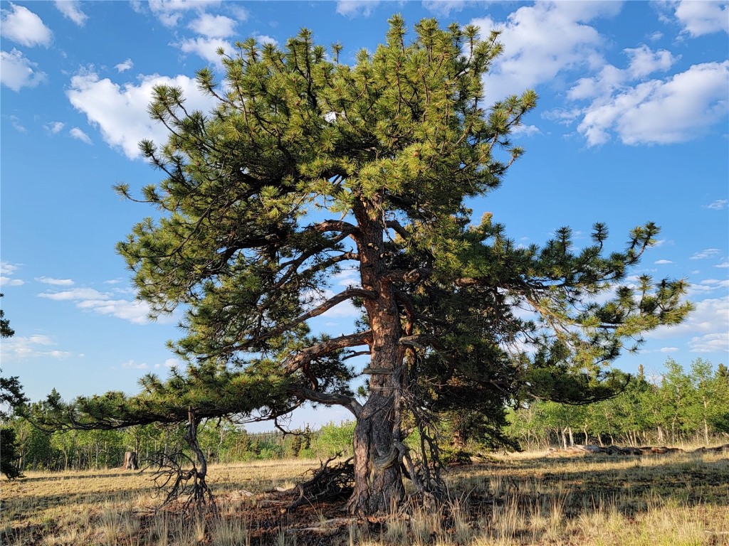 22 Teton Trail Como CO 80432