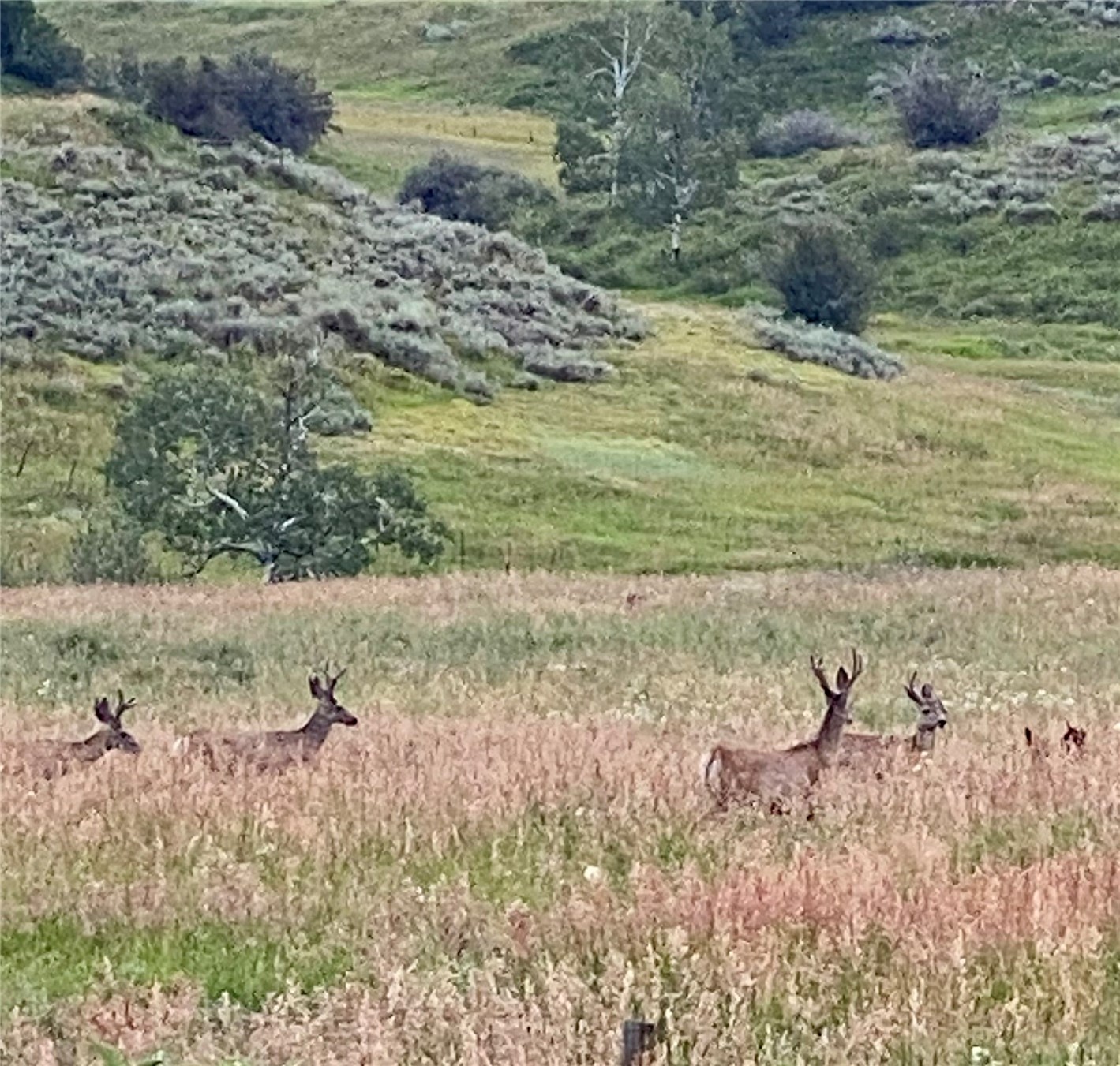 Ooo Antlers Trail Steamboat Springs CO 80487