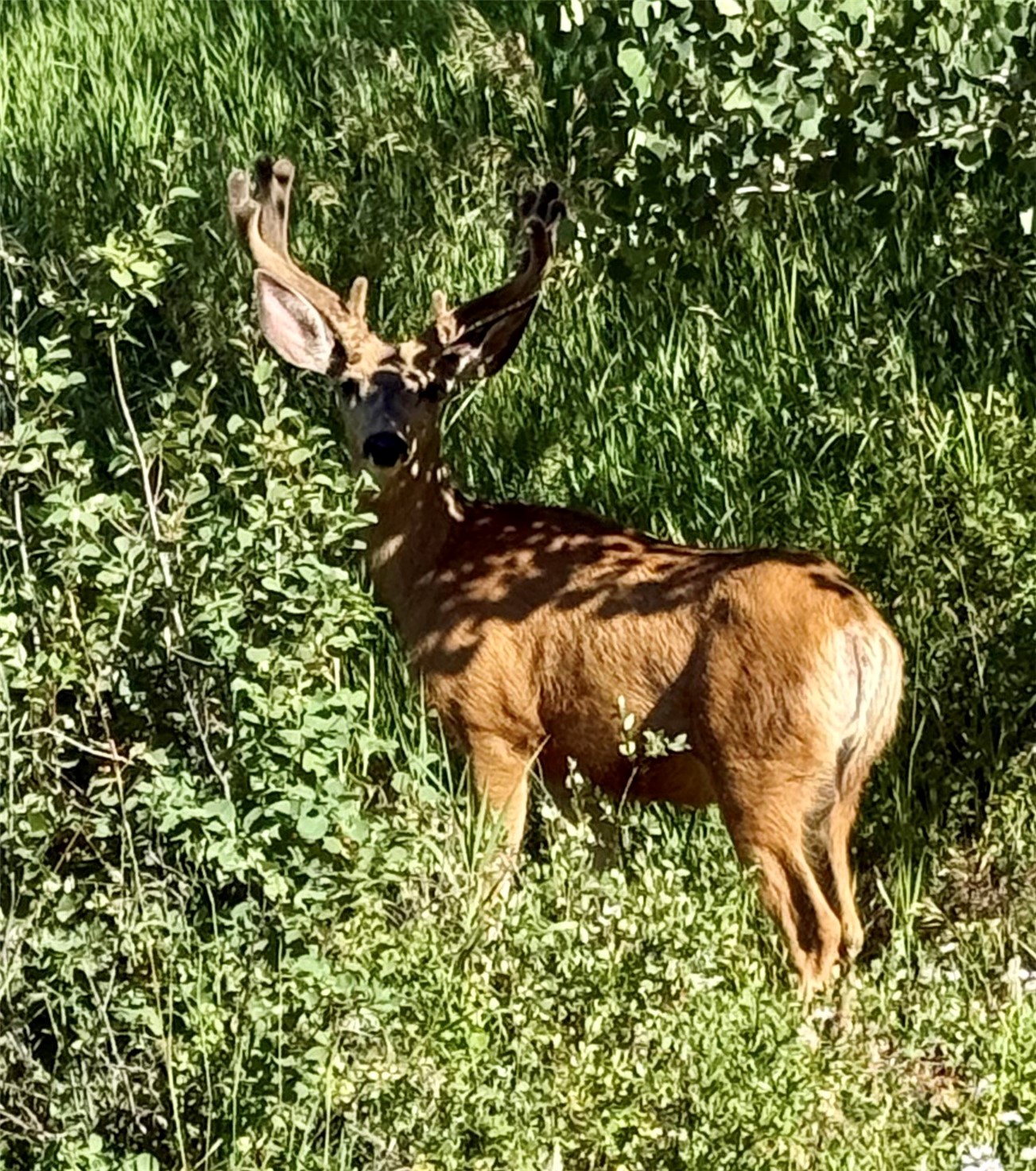Ooo Antlers Trail Steamboat Springs CO 80487